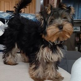 Yorkshire Terrier Puppies from Yorkie Puppies Redwood Ranch