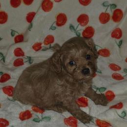 Gabe - Red male Cavapoo puppy in Dewey, Oklahoma from Lebel Cavapoos