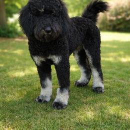 Bernedoodle puppies from Positively Doodles