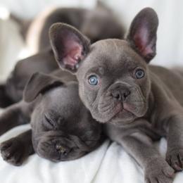 French Bulldog Puppies from Poppy’s Frenchies