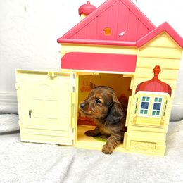 AKC Pluto - Red male Dachshund puppy in Laveen, Arizona from Acosta Kennels