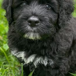 Portuguese Water Dogs from Portuguese Water Dogs of M'Le