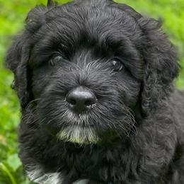 Portuguese Water Dogs from Portuguese Water Dogs of M'Le