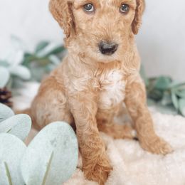 Goldendoodle Puppies from Summer Sun Doodles