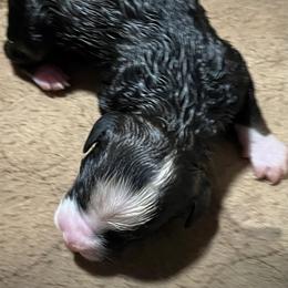 Boy 4 - Tri-color male Bernedoodle puppy in Kansas City, Missouri from Beary GoldenDoodles