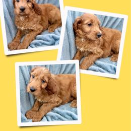Sugar - Red female Irish Doodle puppy in Bluefield, Virginia from Love on a Leash