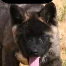 Akita from Akita Kai Magic
