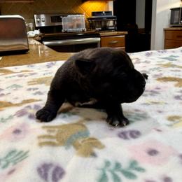 Male 2 - Brindle male Staffordshire Bull Terrier puppy in Lakeland, Florida from English Creek Staffords