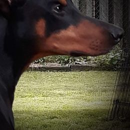Doberman Pinschers from LaBella Dobermans