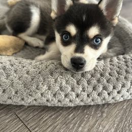Alaskan Klee Kai Puppies from Lucky Charm Farms