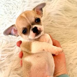 Chiffon - Gold and white male Chihuahua puppy in Allentown, Pennsylvania from Tsunami Cockers & Chihuahuas