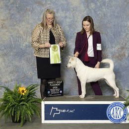 Kishu Ken All Grown Up from Ourou Sou