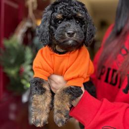 Prince Charming - Tri-color male Bernedoodle puppy in Munster, Indiana from Miranda’s Sunshine Poodles and Doodles