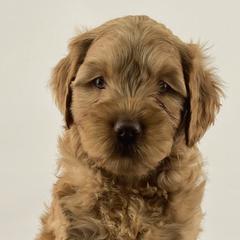 Girl 2 - Australian Labradoodle puppy in Maysville, Oklahoma from Southern Oklahoma Labradoodles