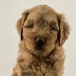 Girl 2 - Australian Labradoodle puppy in Maysville, Oklahoma from Southern Oklahoma Labradoodles
