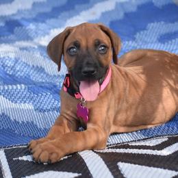 Rhodesian Ridgeback puppies from Diamondcrest Inc