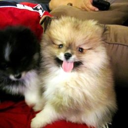 Pomeranian Puppies from Lilmonster Pomeranians