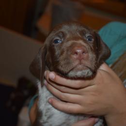 Light blue collar - Liver and white male German Shorthaired Pointer puppy in Riverdale, Michigan from Ninemire Farm