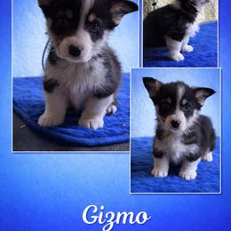 V-4.  Gizmo - Black and tan male Pembroke Welsh Corgi puppy in Sanford, Michigan from Tambali Pembroke Welsh Corgis