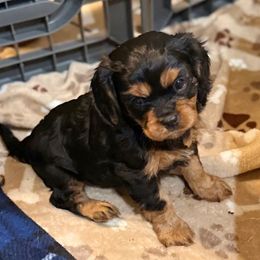 Reccies (Gemma) - Black and tan female Cavalier King Charles Spaniel puppy in Ocala, Florida from Ray of Sunshine Spaniels LLC
