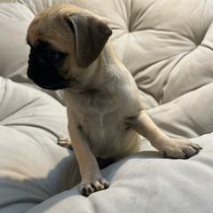 Pug Puppies from Pugs Puppies 🐶