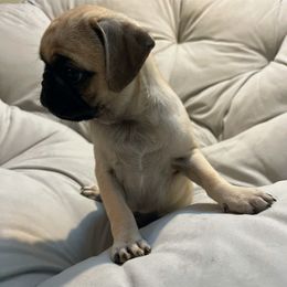 Pug Puppies from Pugs Puppies 🐶