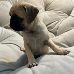 Pug Puppies from Pugs Puppies 🐶