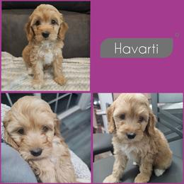 Havarti - Red female Cockapoo puppy in Zanesville, Ohio from Southtown Doodles LLC