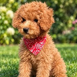 Sunny - Red  female Poodle puppy in Chattanooga, Tennessee from Joyfull Pals