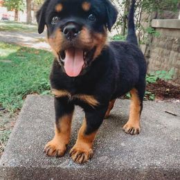 Rottweiler Puppies from Royalhaus Rottweilers