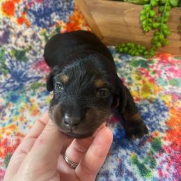 Everest - Black and tan female Dachshund puppy in Lumberton, Mississippi from Doris’ Darlin Doxies & Doodles