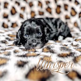 Whisper - Black and chalk male Australian Labradoodle puppy in Decatur, Alabama from Southern Meadows Doodles