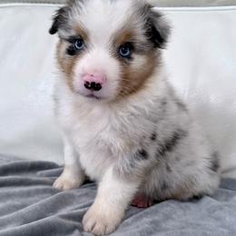 Cash - Blue merle male Australian Shepherd puppy in Ohio from Fetchington Run Australian Shepherds