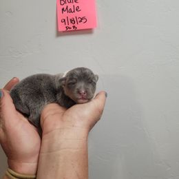 Bluie male - Blue male Pembroke Welsh Corgi puppy in Tucson, Arizona from D-S Ranch Corgis