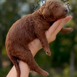 Molly Weasley - Red  female Poodle puppy in Spring Hills, Florida from The Olympus Standard Poodle