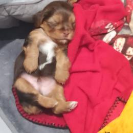 Purple Girl - Chocolate, tan and white female Yorkshire Terrier puppy in Cape Coral, Florida from Misty's Yorkshire Terriers