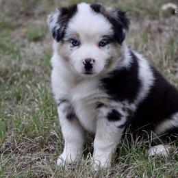 Dolly - Blue merle female Miniature Australian Shepherd puppy in Evant, Texas from Lazy VT Bar Ranch