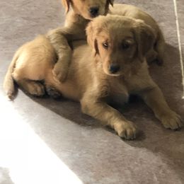 "Journey & Justus" Golden Retriever Puppies from Ponderay Golden’s