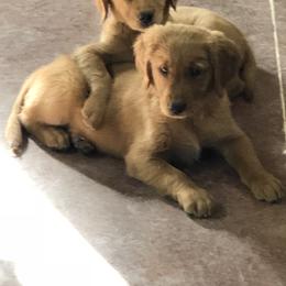 "Journey & Justus" Golden Retriever Puppies from Ponderay Golden’s