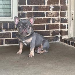 Boy 3 - Tricolors male French Bulldog puppy in Waxahachie, Texas from Andrea - Dallas Frenchie Connect