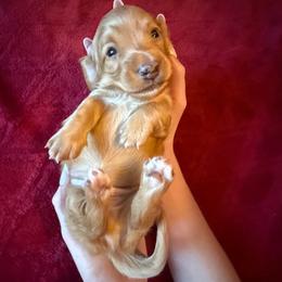 Doug - Cream male Dachshund puppy in Waseca, Minnesota from Dragonfly Doxies