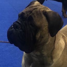 Bullmastiffs and Japanese Chins from Windswept Bullmastiffs and Japanese Chin