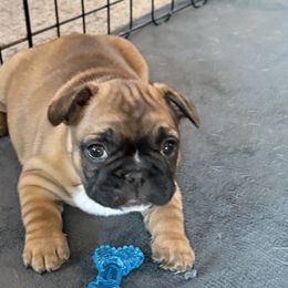 French Bulldogs from Maier Kennels