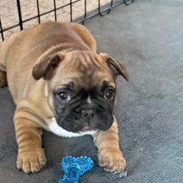 French Bulldogs from Maier Kennels