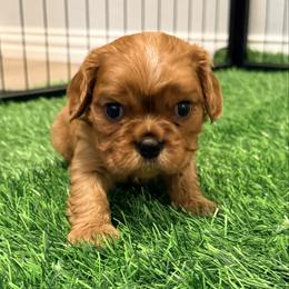 Collar green lime - Ruby male Cavalier King Charles Spaniel puppy in Texas from Meyer's Cavalier