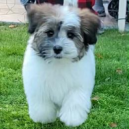 Bernard - Gold sable male Havanese puppy in Peoria, Arizona from Lone Tree Havanese