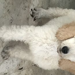 Poodle Puppies from Southern Standards