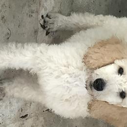 Poodle Puppies from Southern Standards