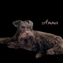 Amma - Miniature Schnauzer
