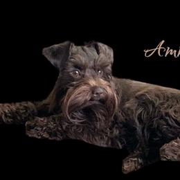 Amma - Miniature Schnauzer